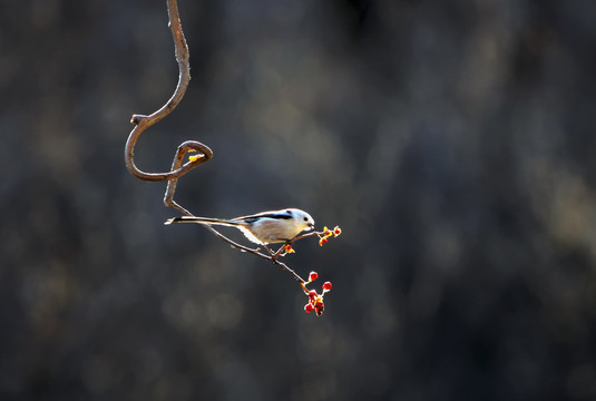 一只银喉山雀鸟在树枝上觅食