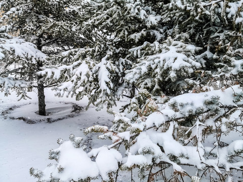 松树积雪雪地