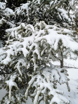 雪地松树积雪