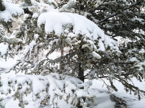 冬季树木积雪