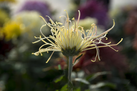 黄小菊