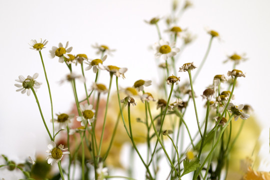 花束洋甘菊