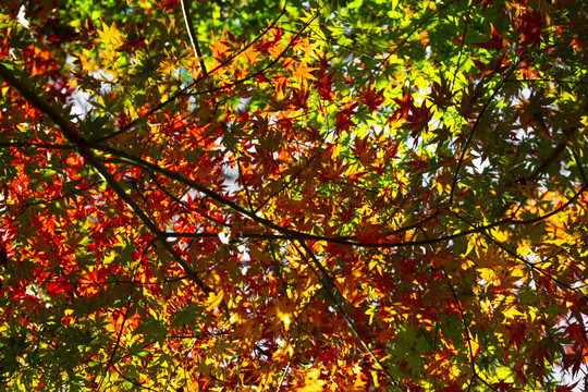 秋天红叶景色素材