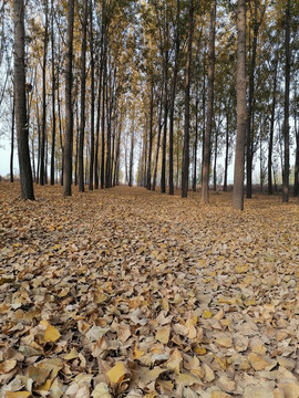 秋季的杨树林