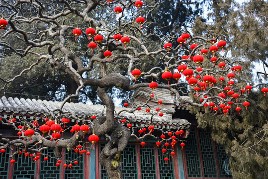紅燈籠高高掛