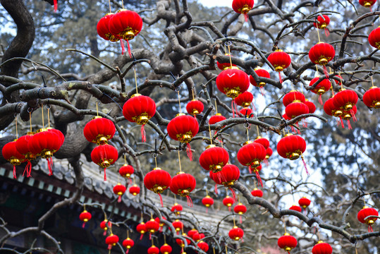 大紅燈籠高高掛