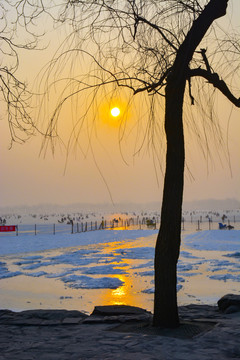冬天夕阳下的树