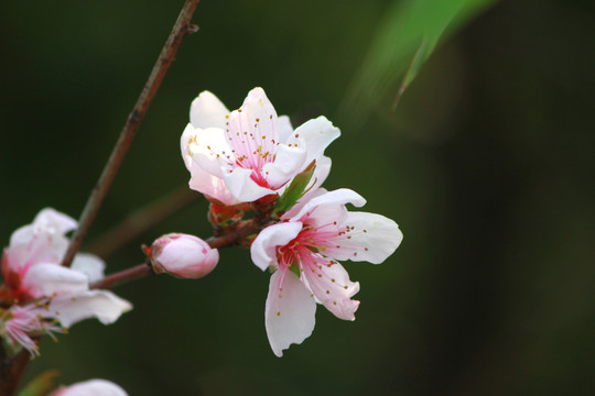 桃花