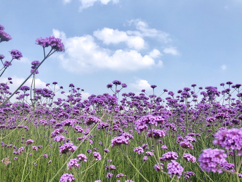 田野鲜花盛开紫色的花海