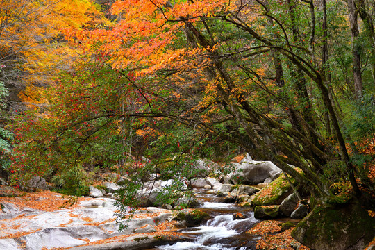 光雾山红叶流水