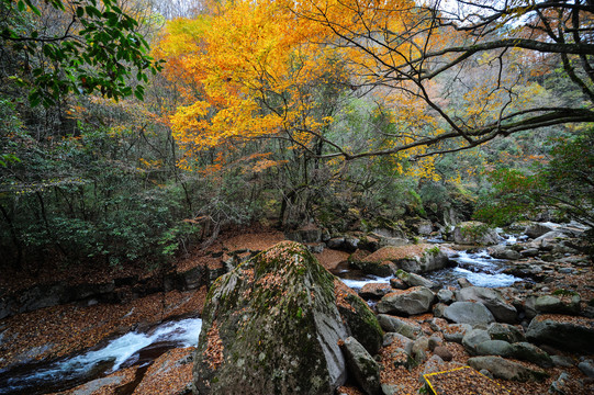 光雾山红叶流水