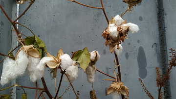 冬天的棉花
