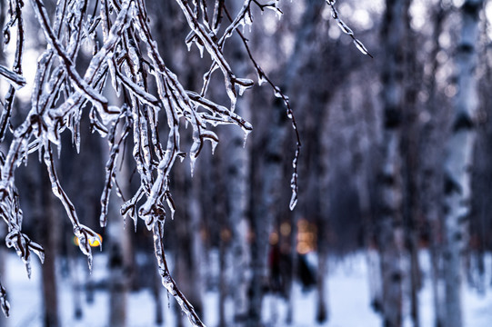 雪后镶在冰里的白桦树枝