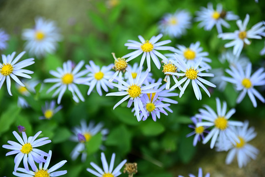 雏菊