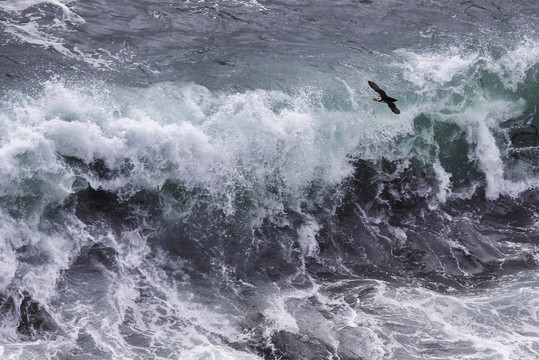 海雀