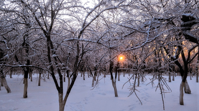 夕阳下冰冻的树林