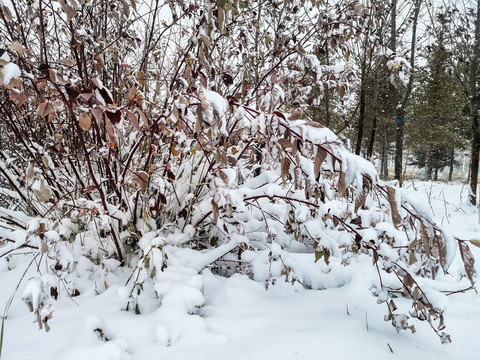 积雪冬季枝叶