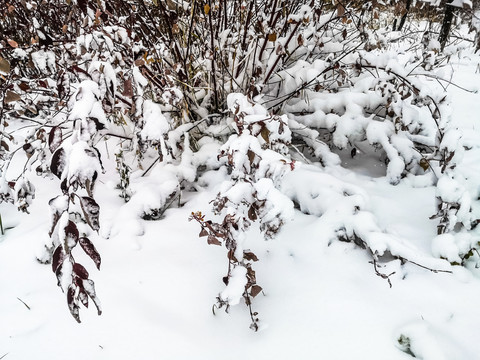 冬季枝叶积雪