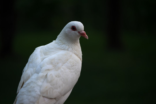 鸽子