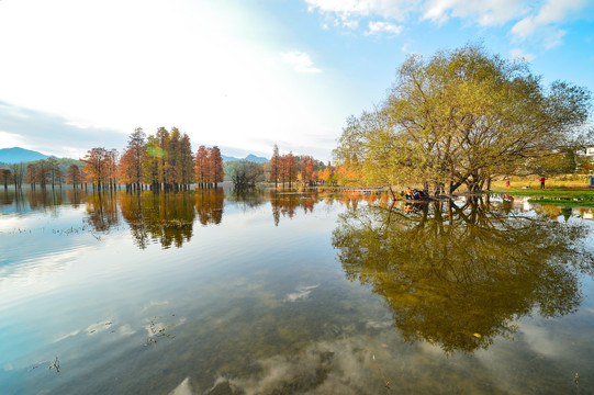 宏村奇墅湖杉树