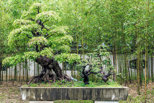 棠樾鲍家花园盆景