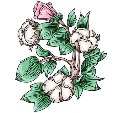 棉花插畫