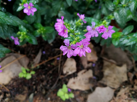 萼距花