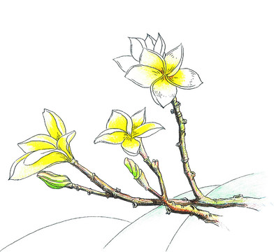 雞蛋花