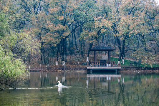 深秋的湖景