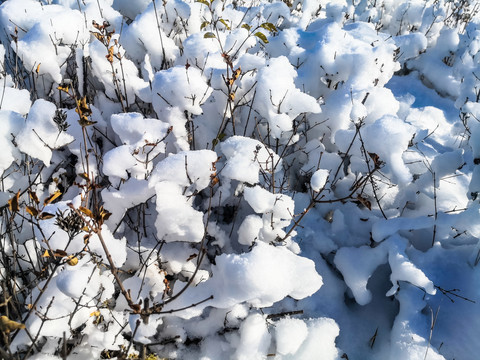 积雪的树枝