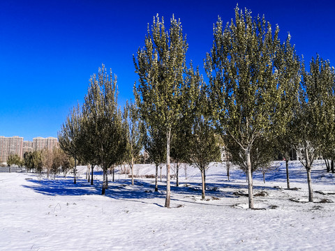 雪地杨树