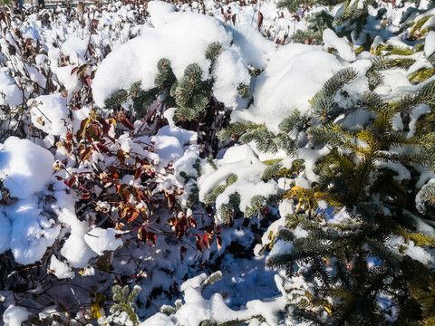 积雪的树枝