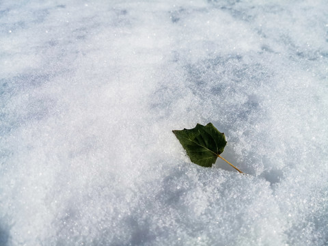 雪地中的树叶