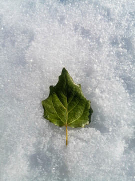 一片树叶在雪地上