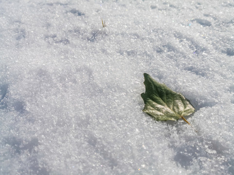 雪地中的一片树叶