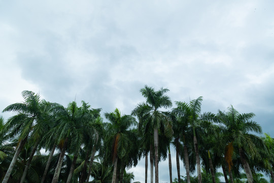 椰树林背景