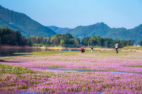 沼泽花海