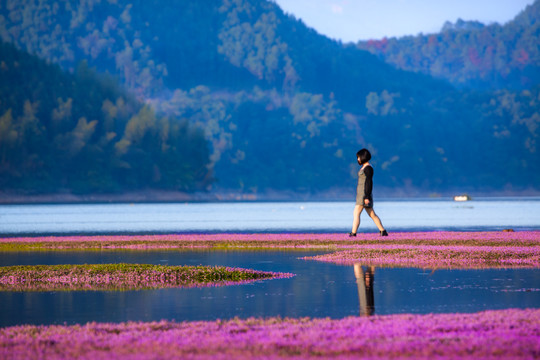 沼泽地花海