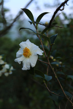 山茶花IMG0874