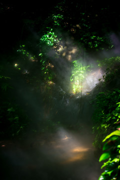 热带雨林植物