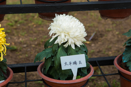 太平瑞云菊花