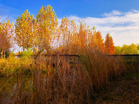 北龙湖湿地公园