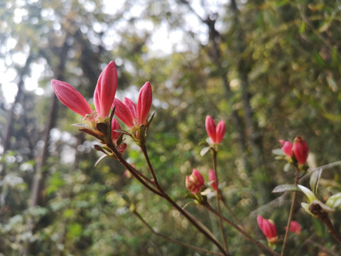 杜鹃花