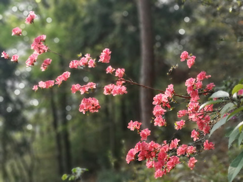 杜鹃花