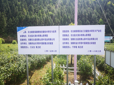 西黄山茶博园