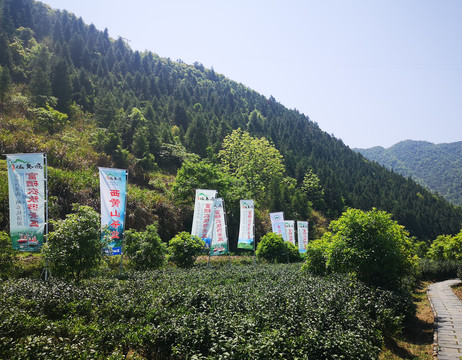 西黄山茶博园