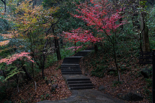 栖霞红叶