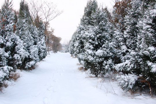 雪韵