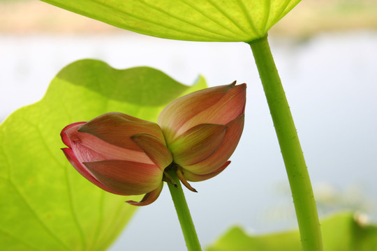 花开并蒂