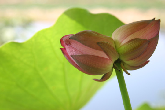 并蒂花开